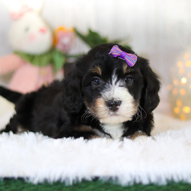 Dorothy - Available Now