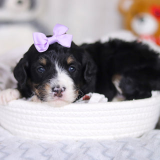 Dorothy - Available 4/2