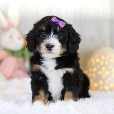 Dorothy - Available Now