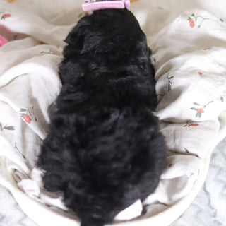 Delilah - Available 4/2