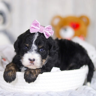 Delilah - Available 4/2