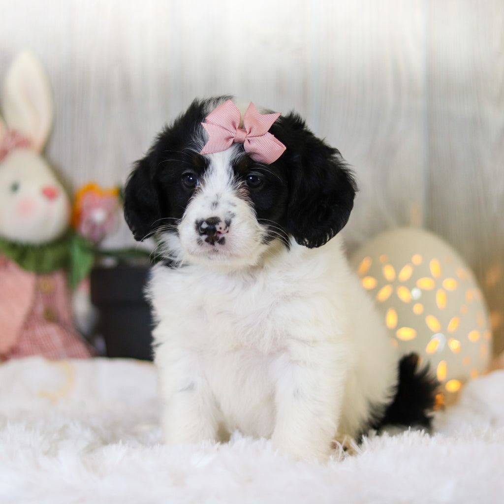 Darcy - Available Now