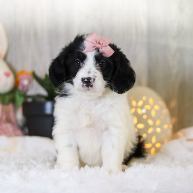 Darcy - Available Now