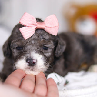 Louise - Available 4/2