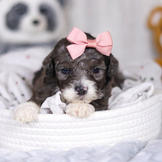 Louise - Available Now