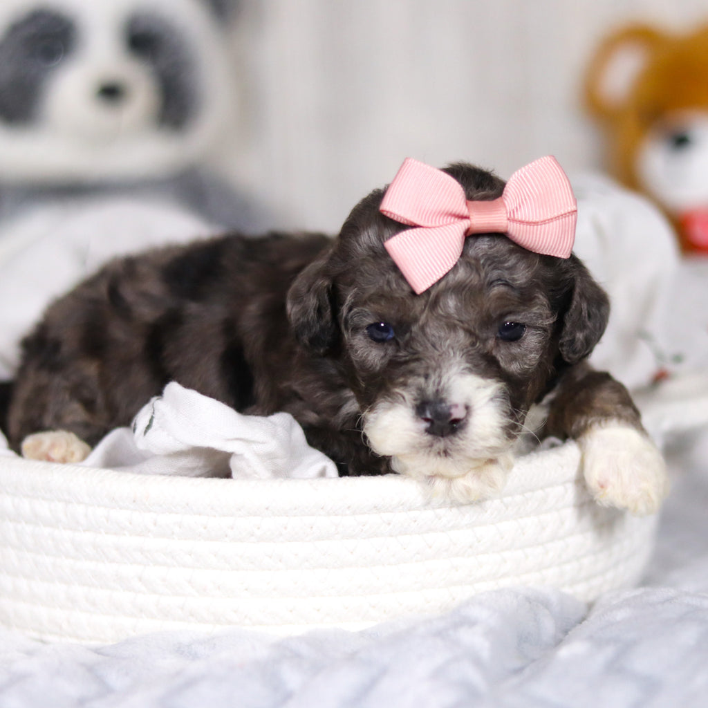 Louise - Available 4/2