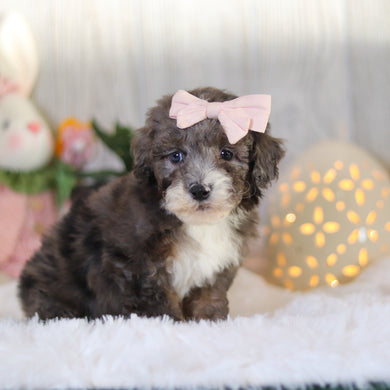 Louise - Available 4/2