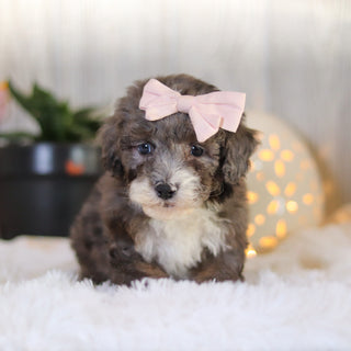 Louise - Available Now