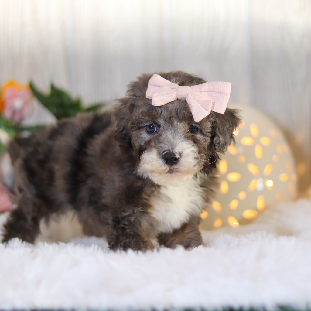 Louise - Available Now