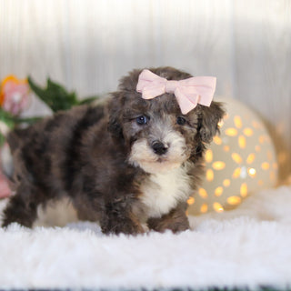 Louise - Available Now