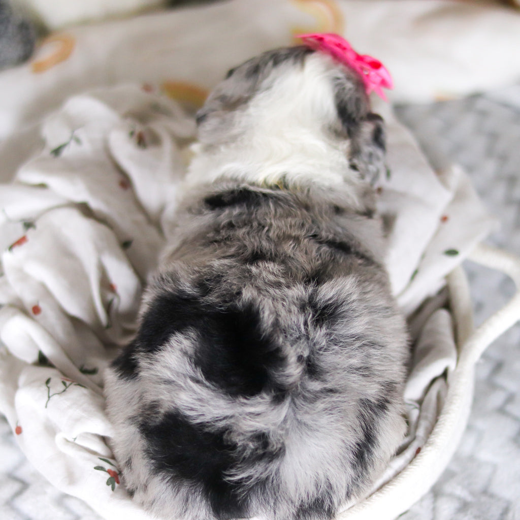 Lottie - Available 4/2