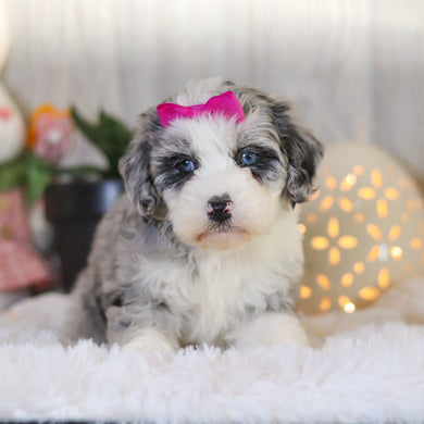 Lottie - Available 4/2