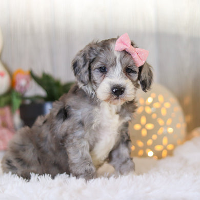 Laken - Available 4/2