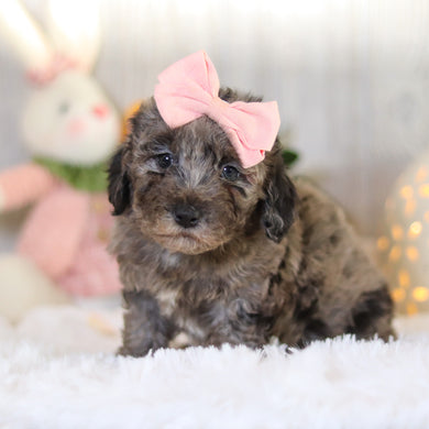 Lettie - Available 4/2