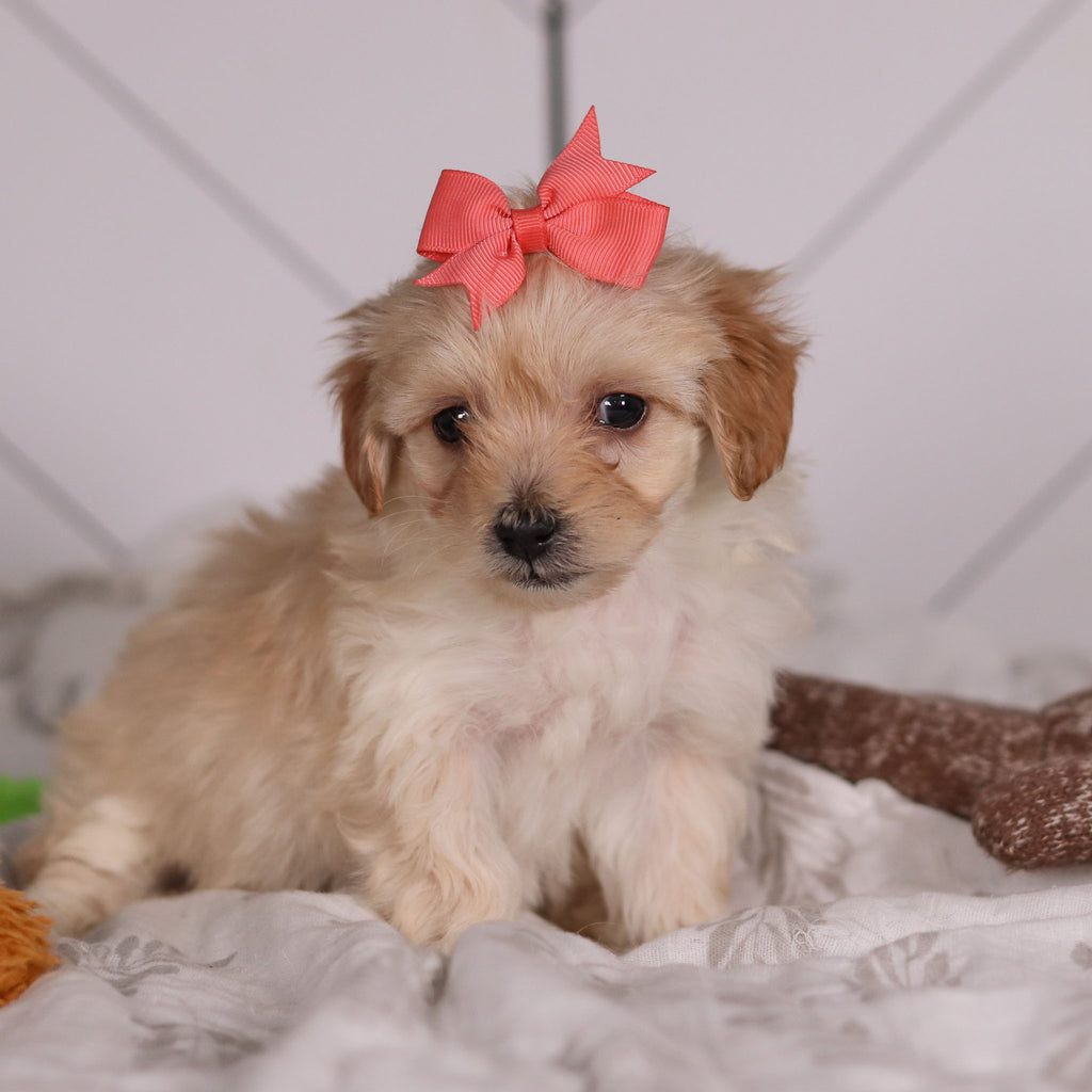 June - Available Now