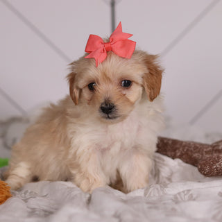 June - Available Now