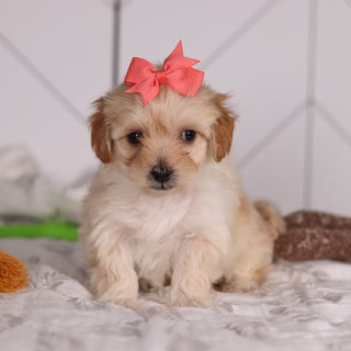 June - Available 2/4