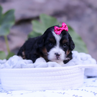 Priscilla