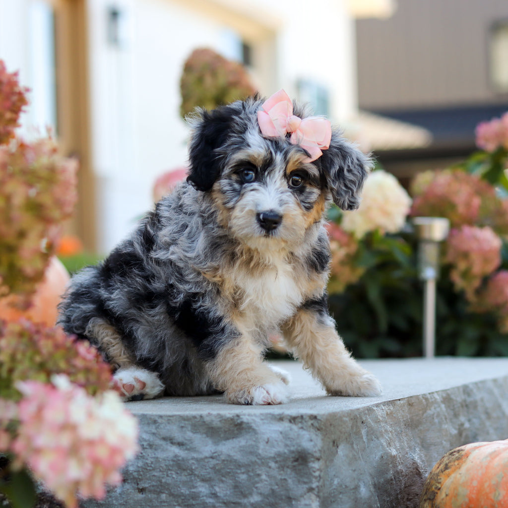 Odette - Available 10/22