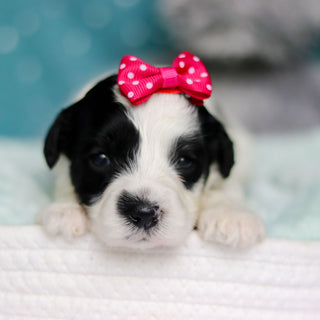 Delphine