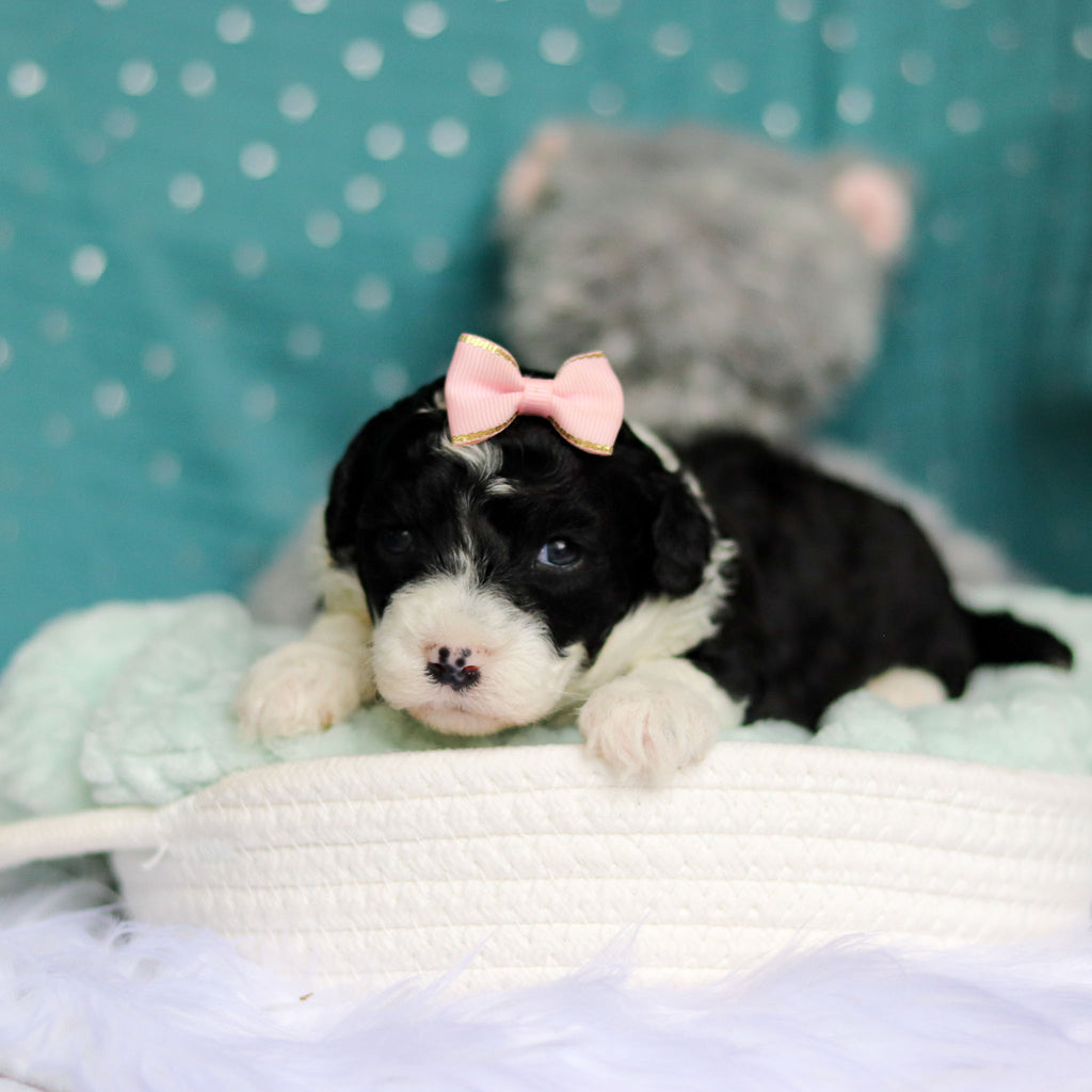 Dorothy