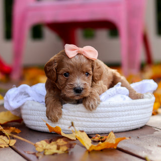 Bella - Available 11/19