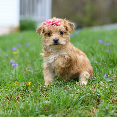 Perla - Available 4/30