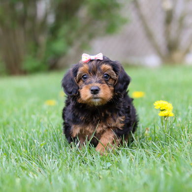 Luna - Available May 7