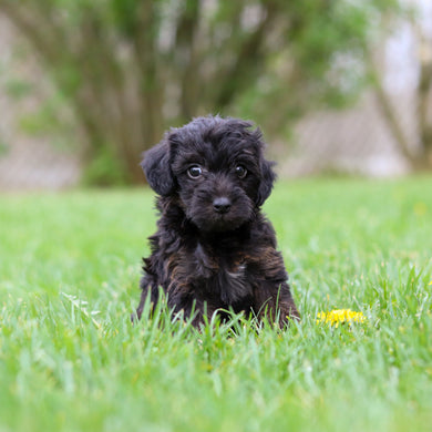 Nova - Available May 7