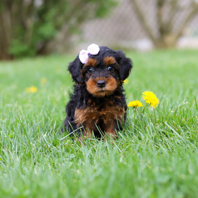 Cleo - Available May 7