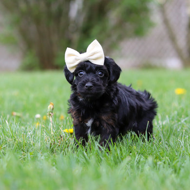 Zara - Available May 7