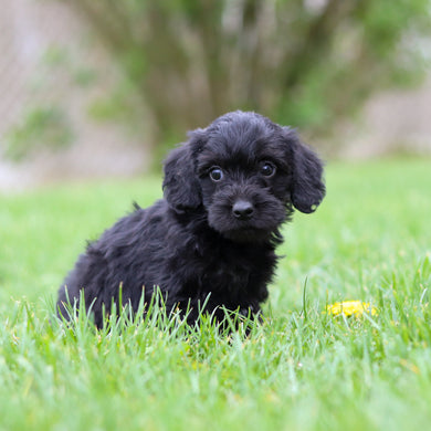 Nala - Available May 7