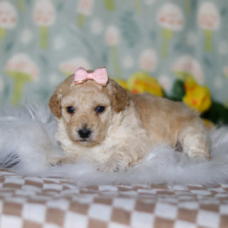 Meadow - Available 5/21