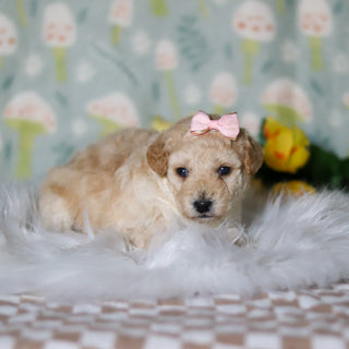 Meadow - Available 5/21