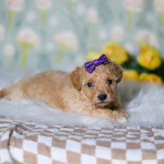 Misha - Available 5/21