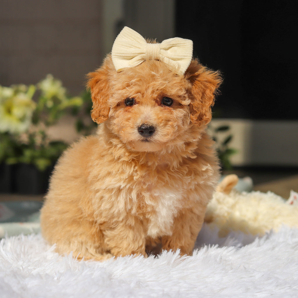 Misha - Available 5/21