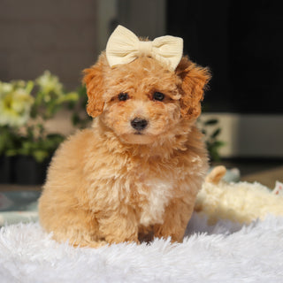 Misha - Available 5/21