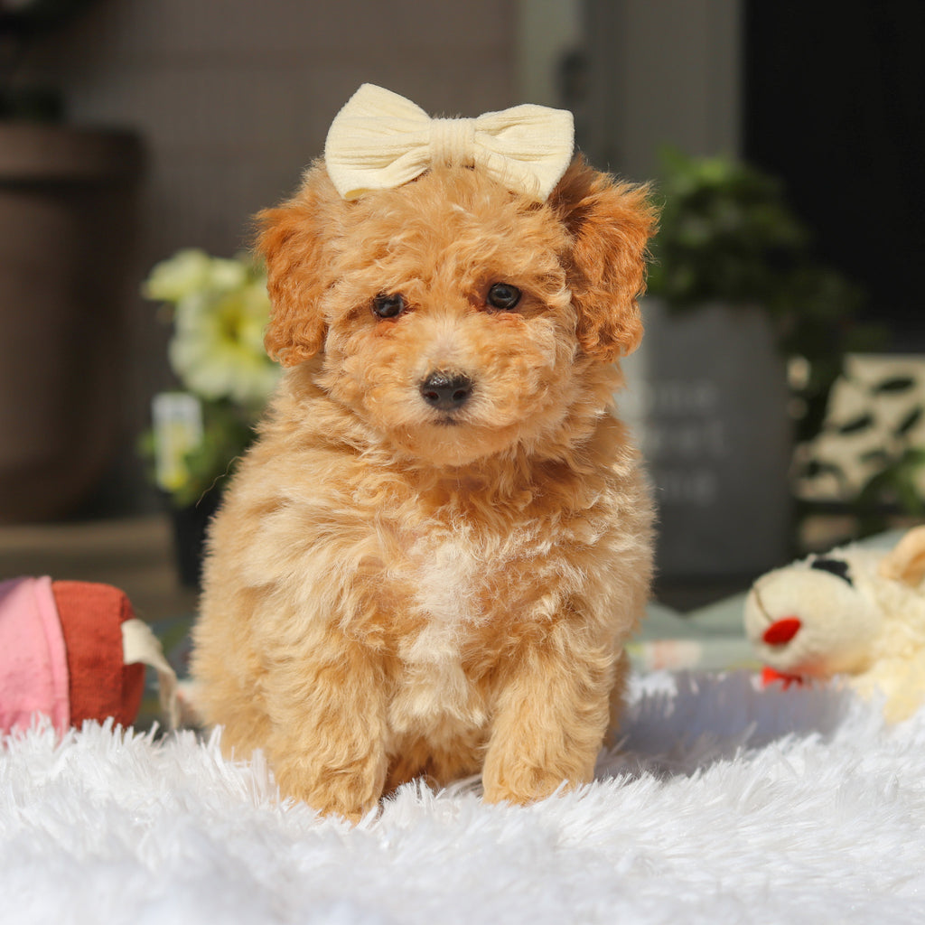 Misha - Available 5/21