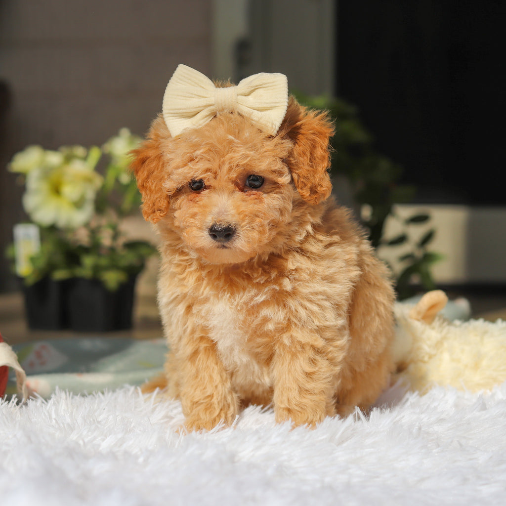 Misha - Available 5/21