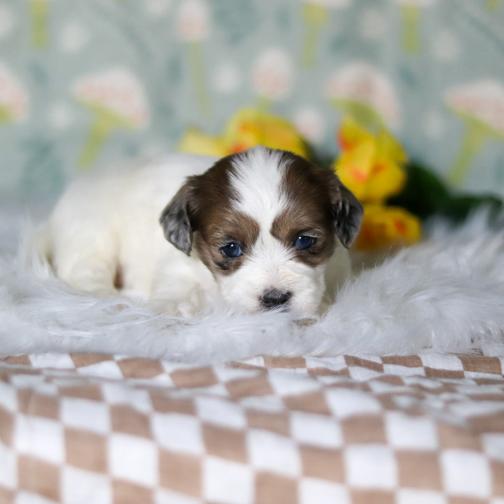 Brooklyn - Available 5/21