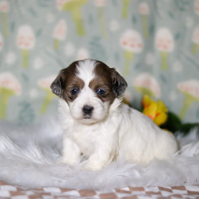 Brooklyn - Available 5/21