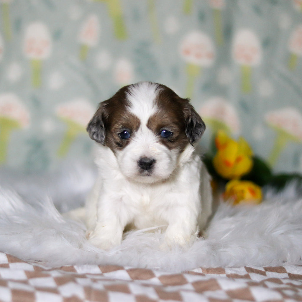 Brooklyn - Available 5/21