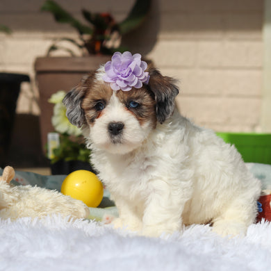 Brooklyn - Available 5/21
