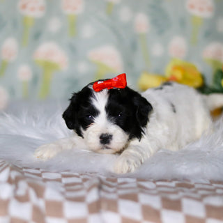 Gracie - Available 5/21