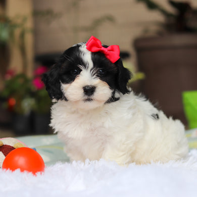 Gracie - Available 5/21