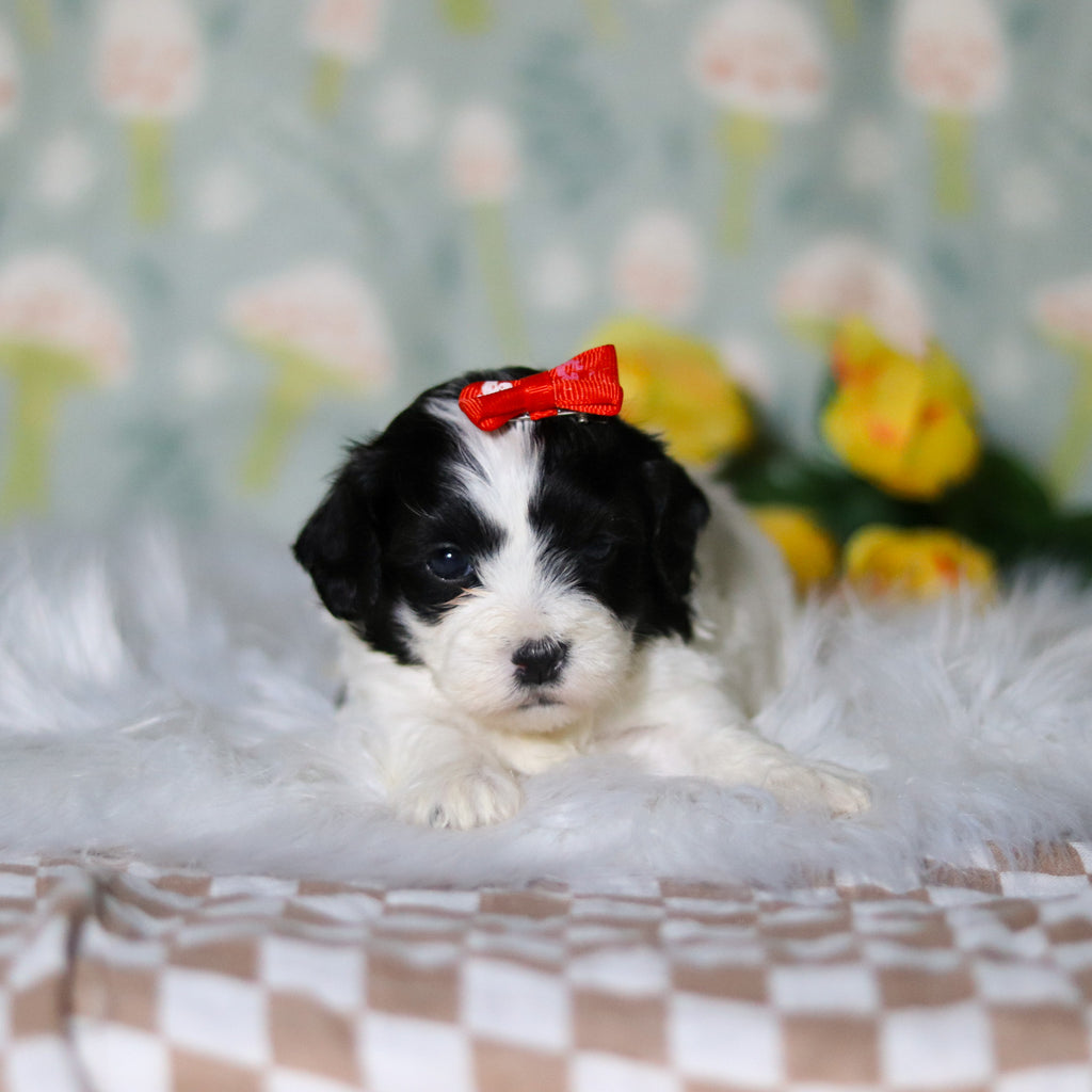 Gracie - Available 5/21