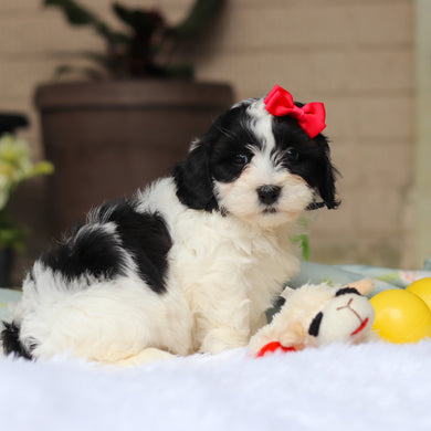 Gracie - Available 5/21