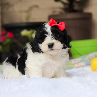 Gracie - Available 5/21