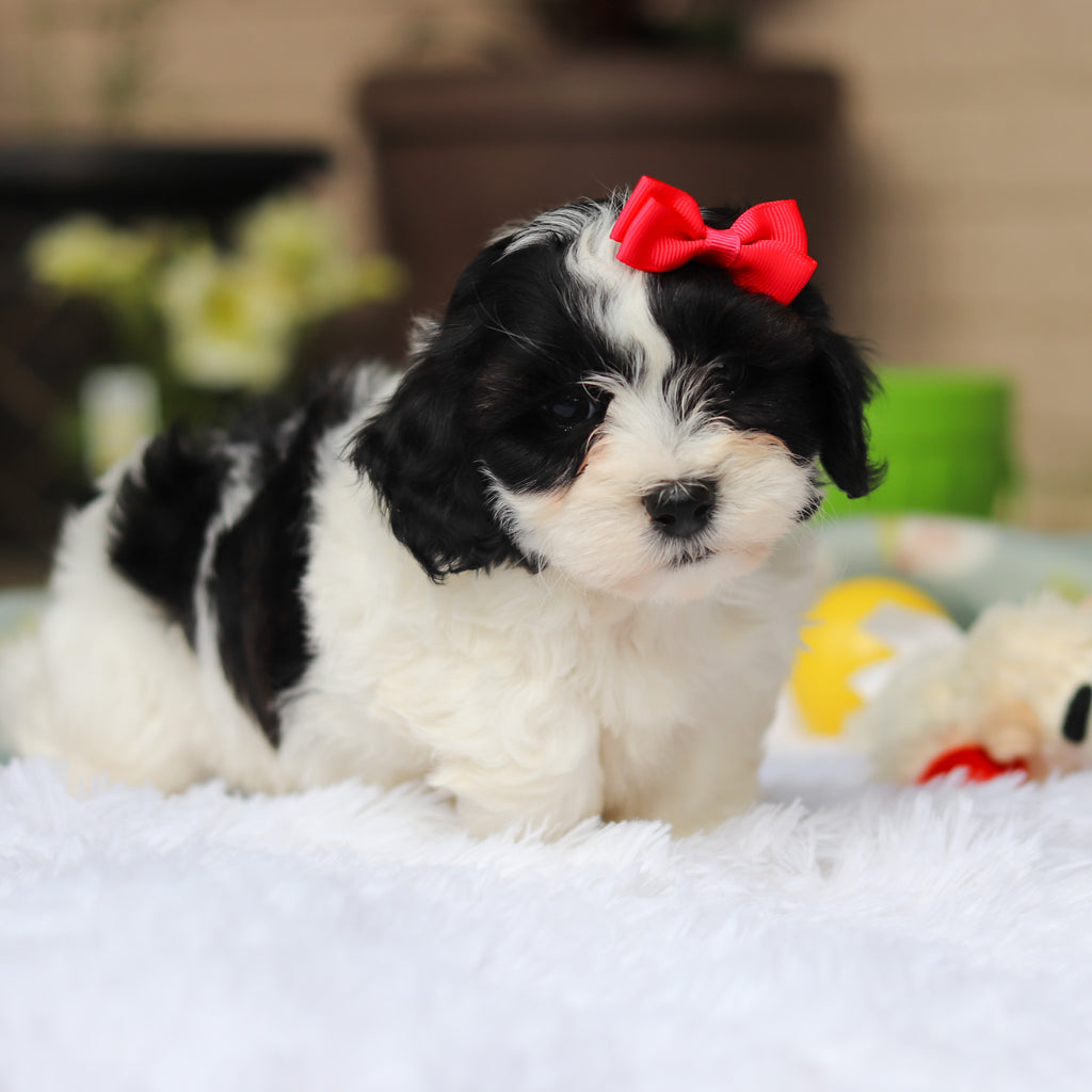 Gracie - Available 5/21