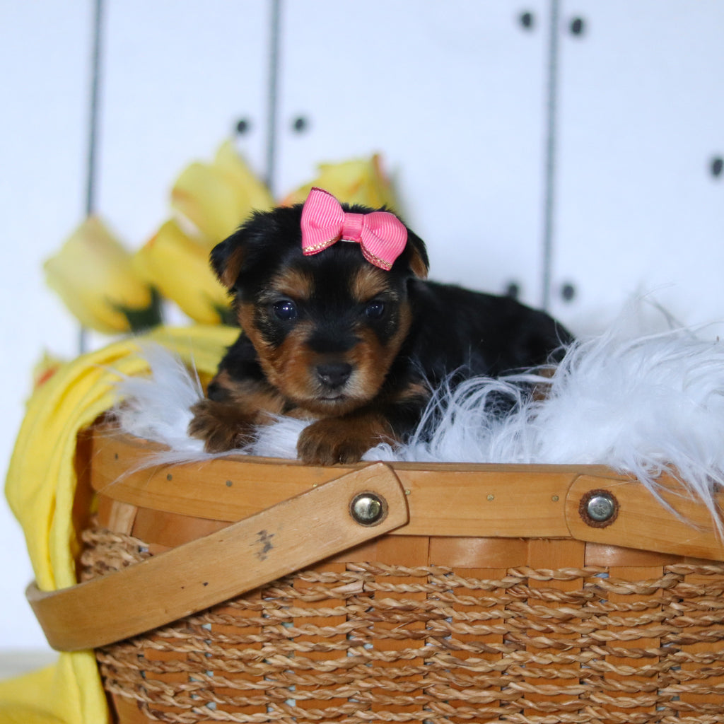 Della - Available 5/14